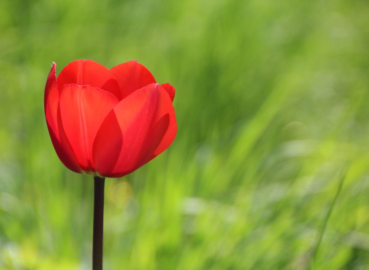 poppy red red poppy free photo