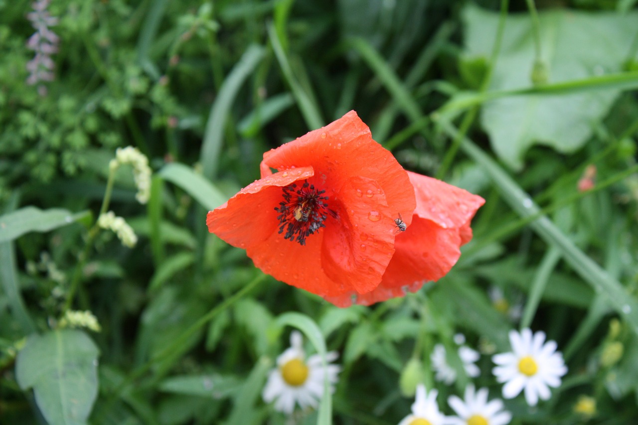 poppy wildflowers mohngewaechs free photo