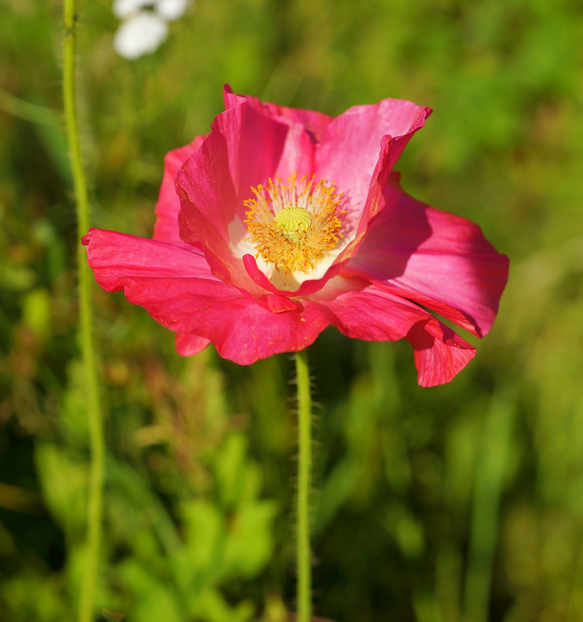 poppy pink blossom free photo