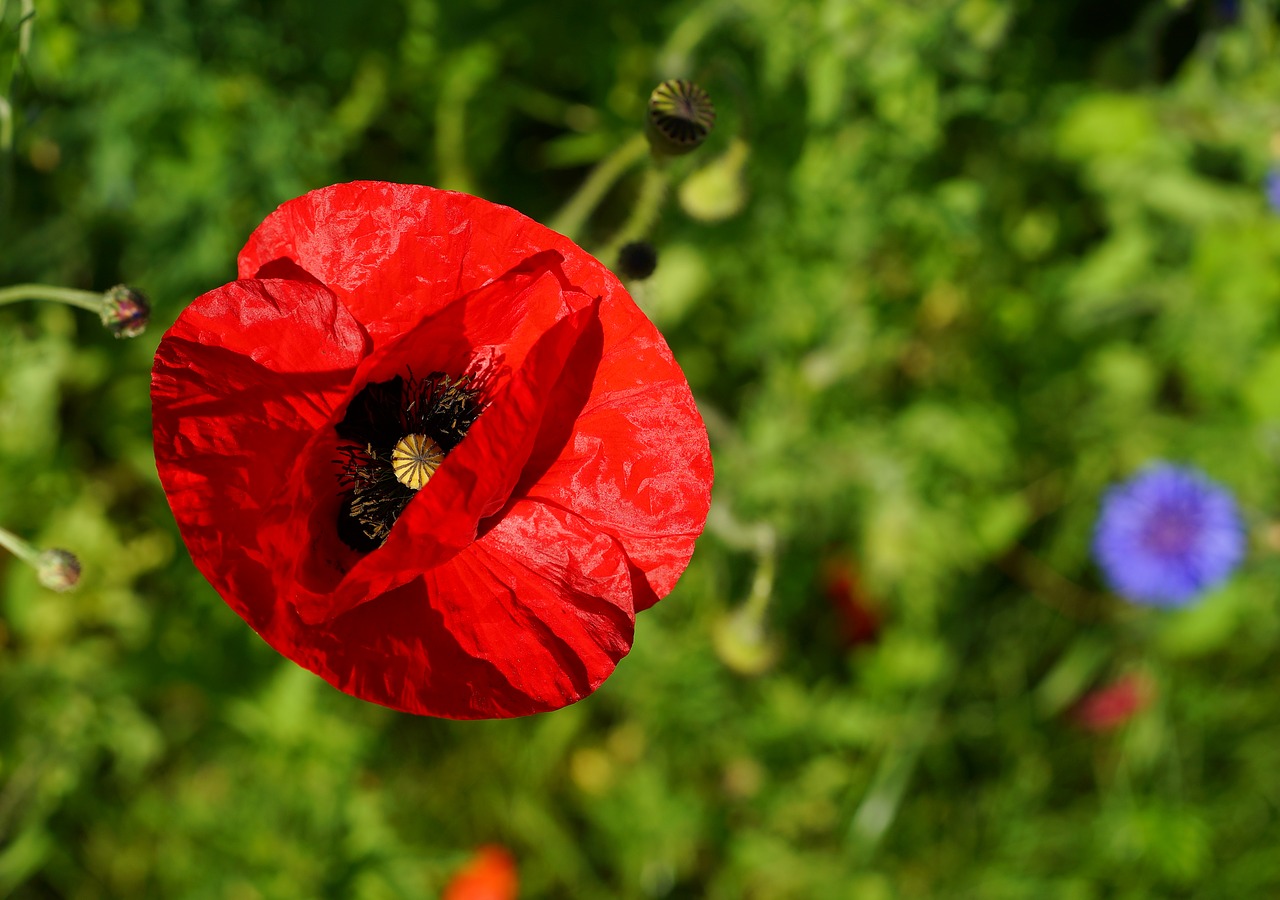 poppy blossom bloom free photo