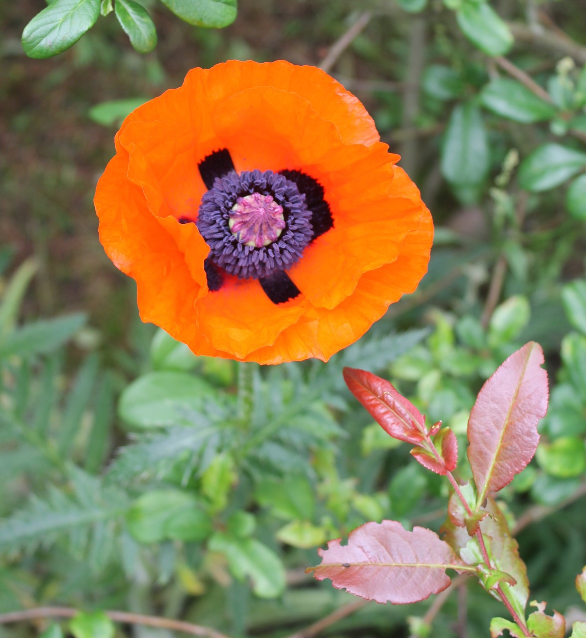 poppy garden flower free photo