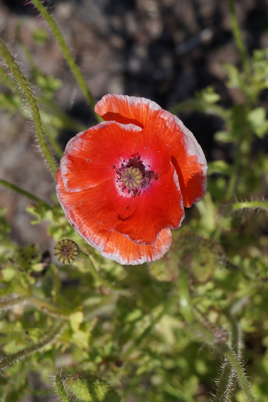 poppy blossom bloom free photo