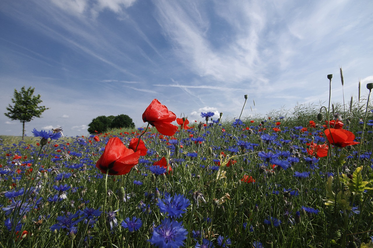 poppy cornflower red poppy free photo