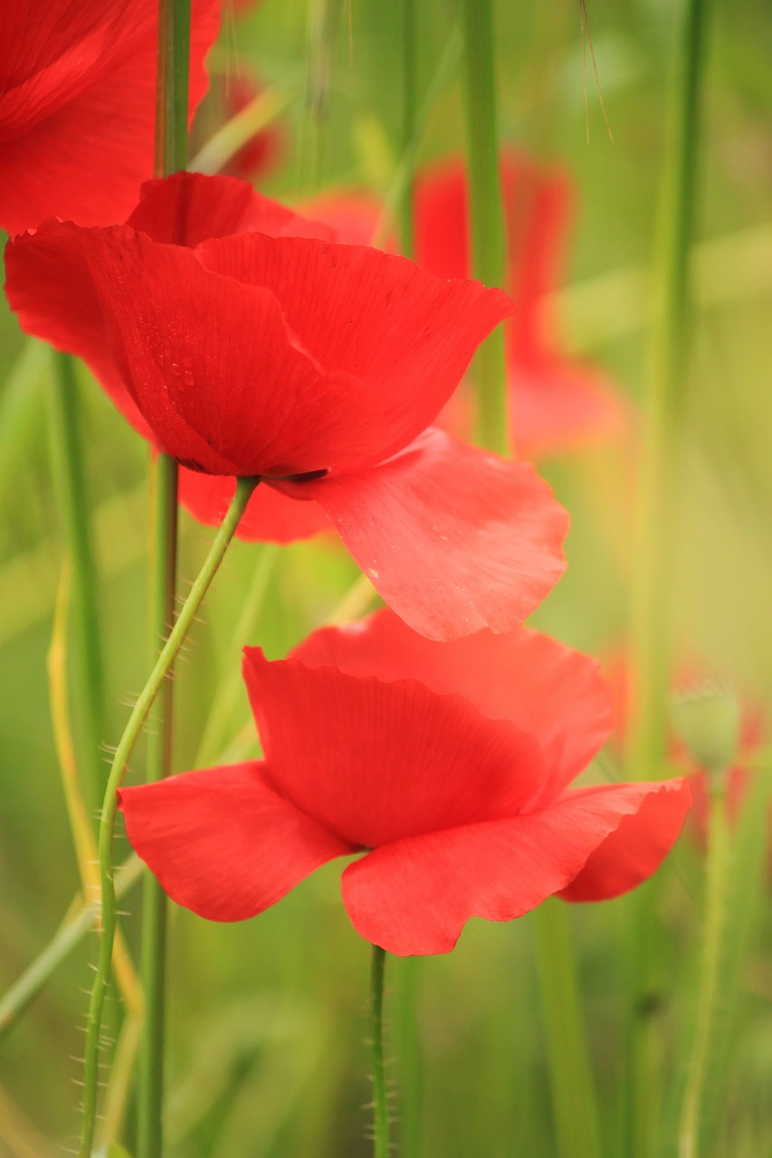 poppy blossom bloom free photo