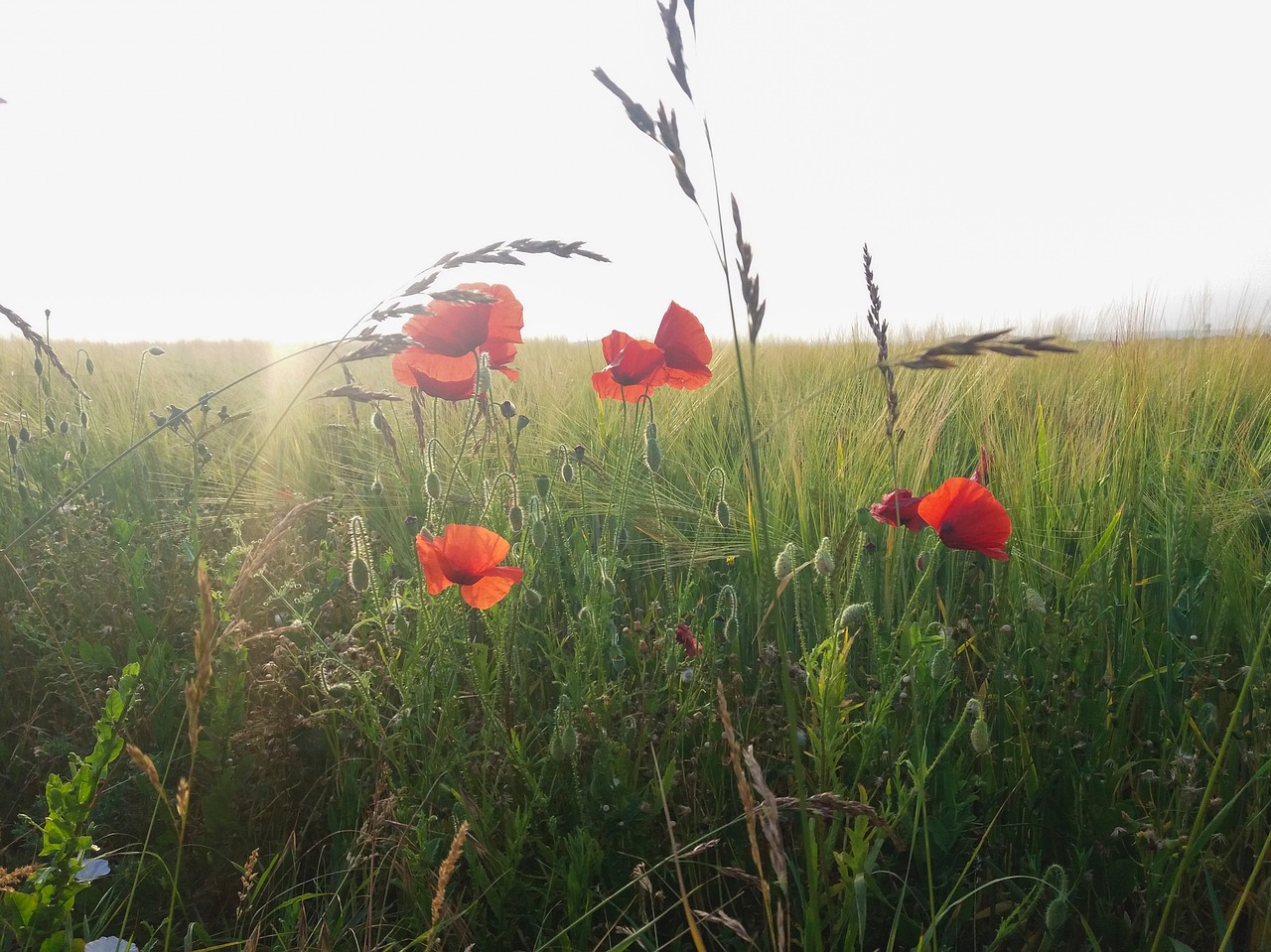 poppy field summer free photo