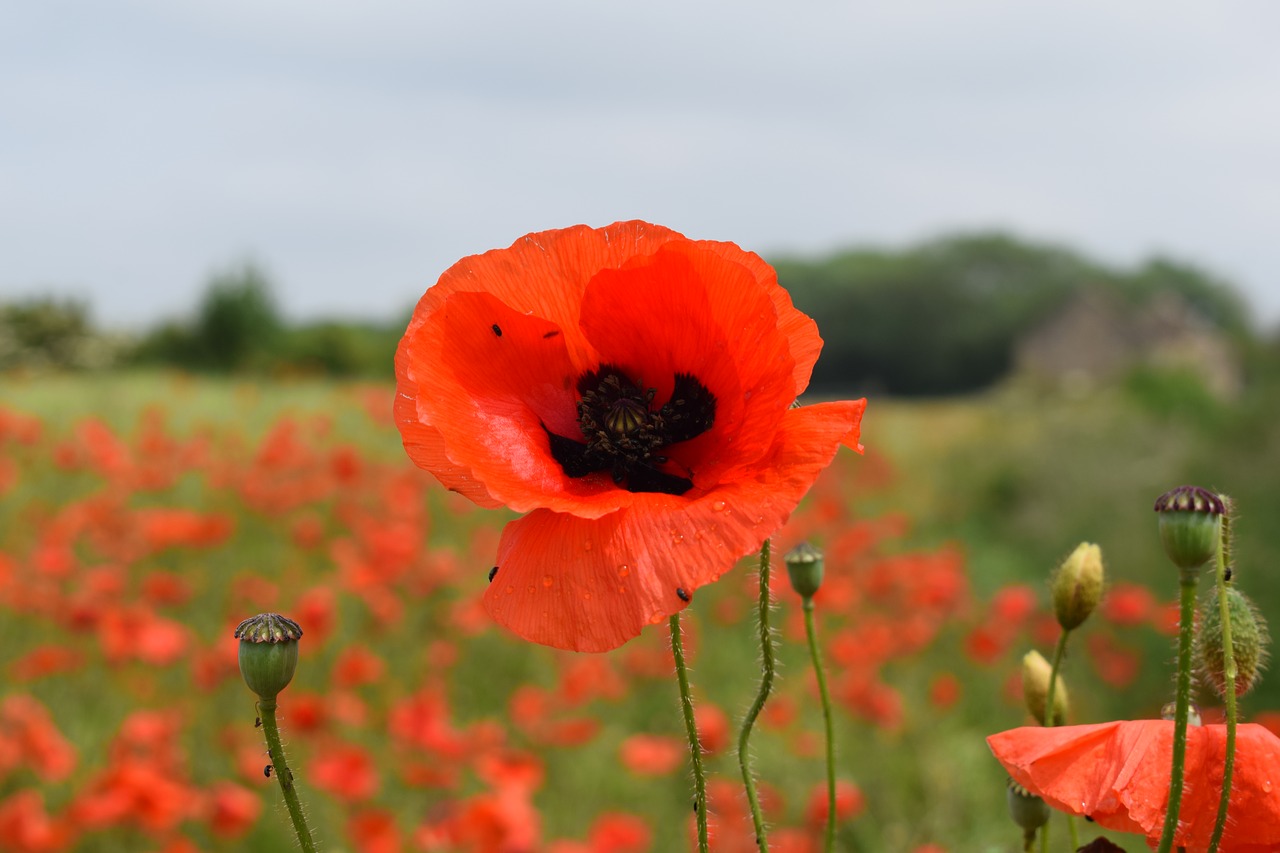 poppy red summer free photo