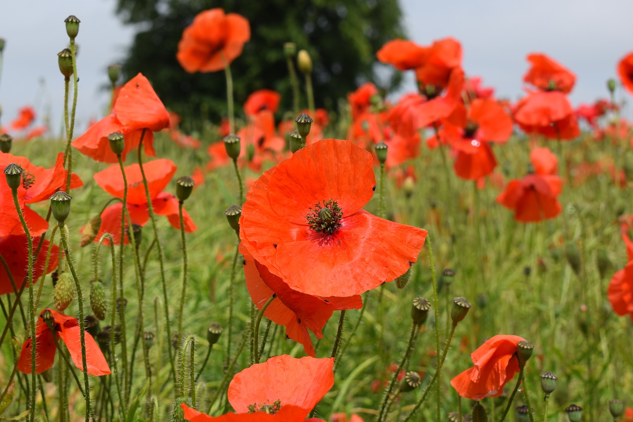 poppy red field free photo