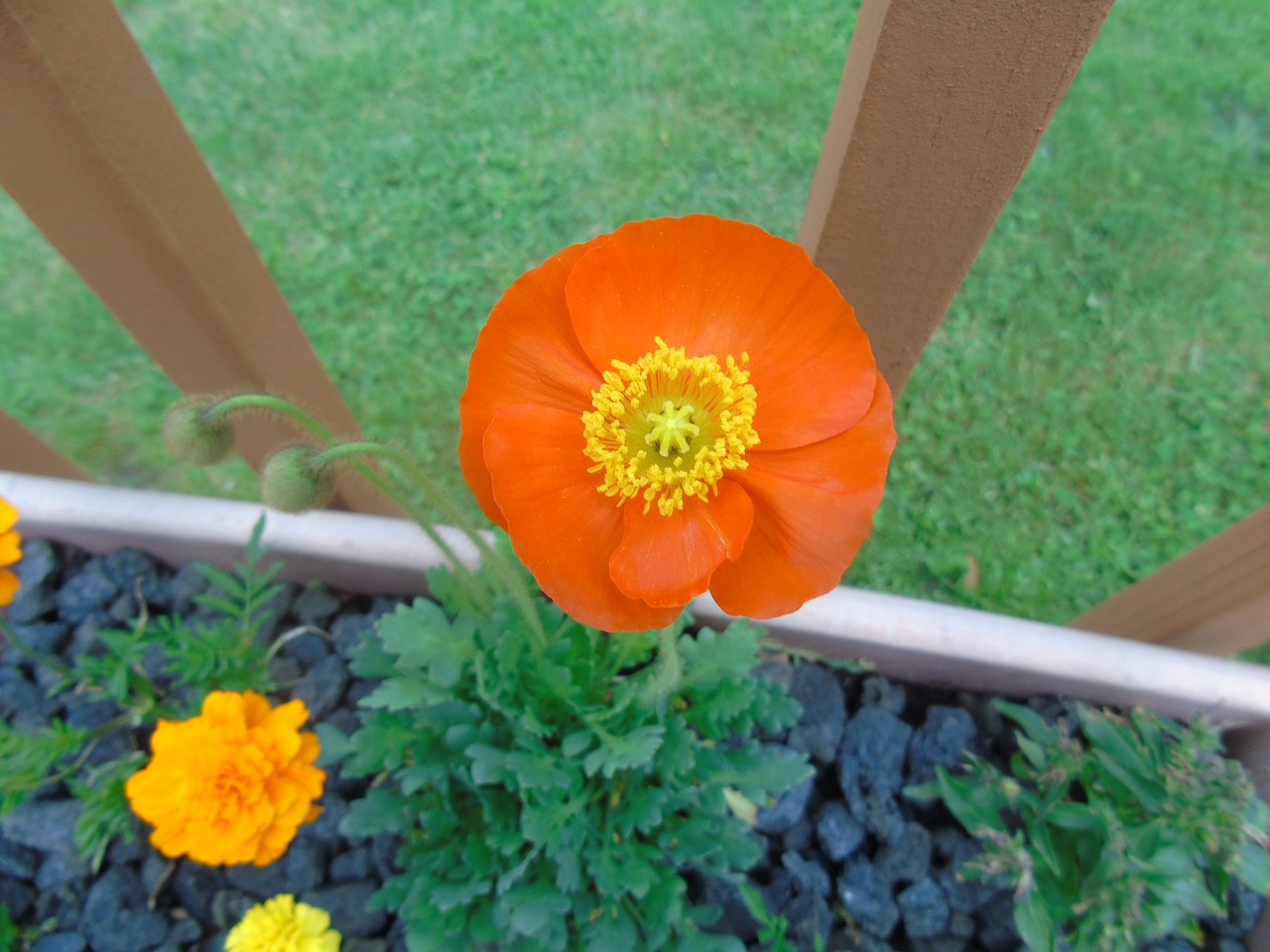 poppy flower orange free photo