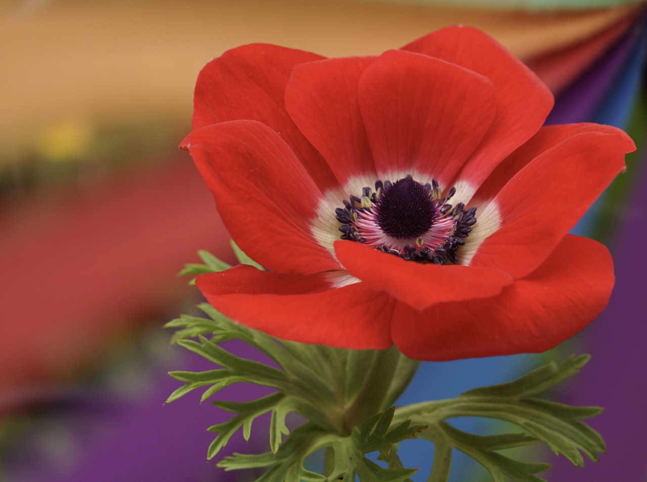 poppy red blossom free photo