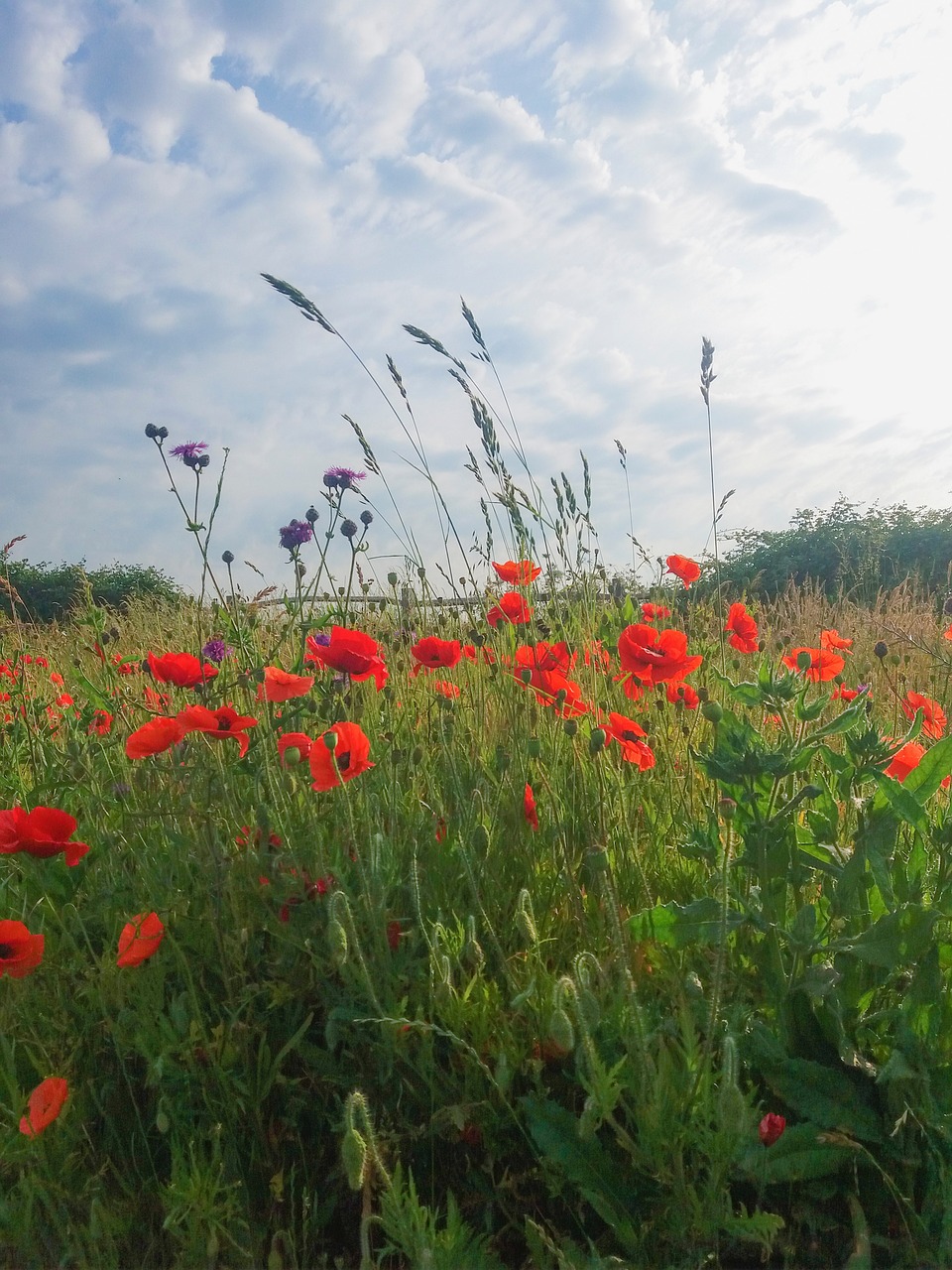 poppy field summer free photo