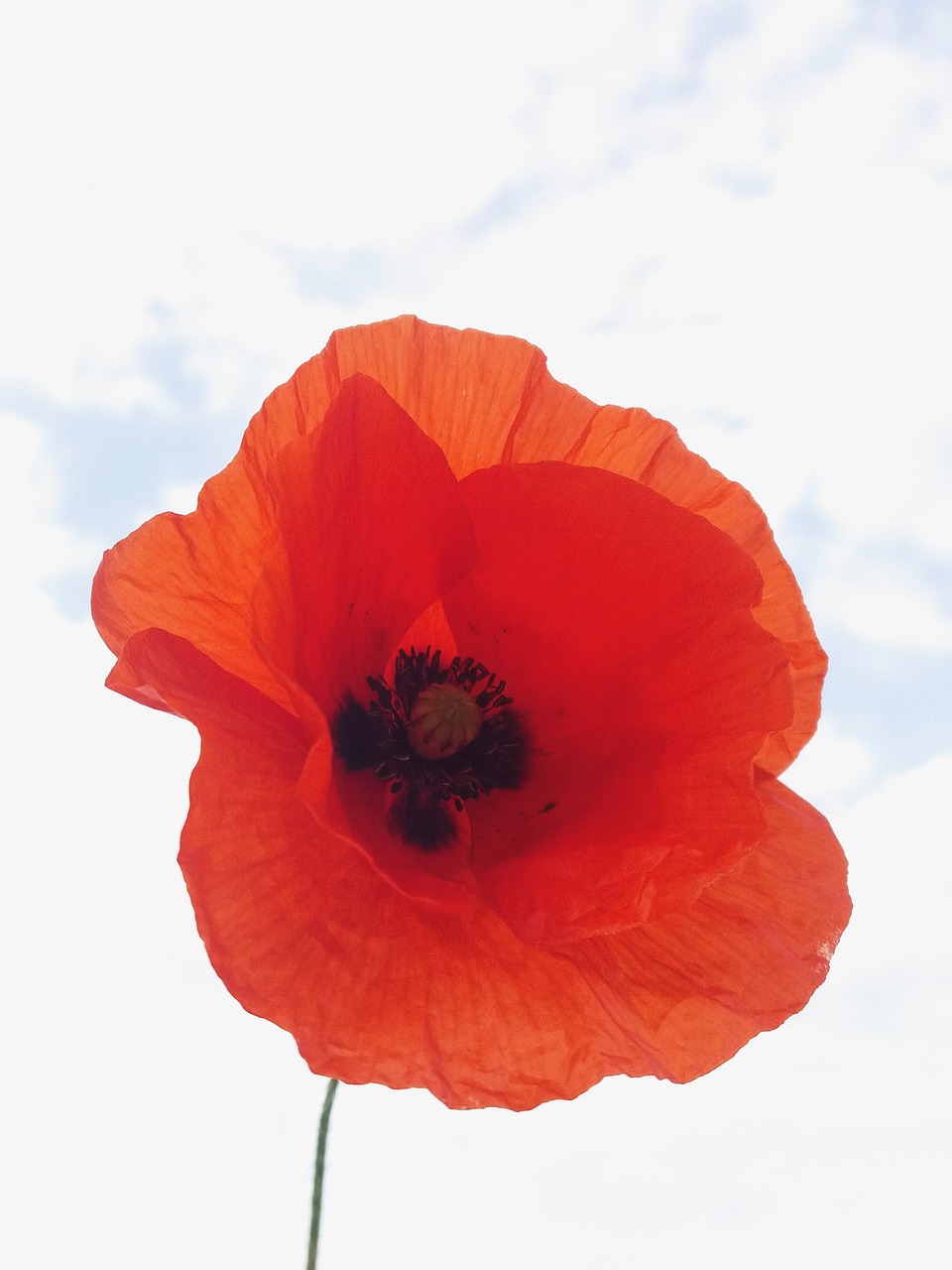 poppy field summer free photo