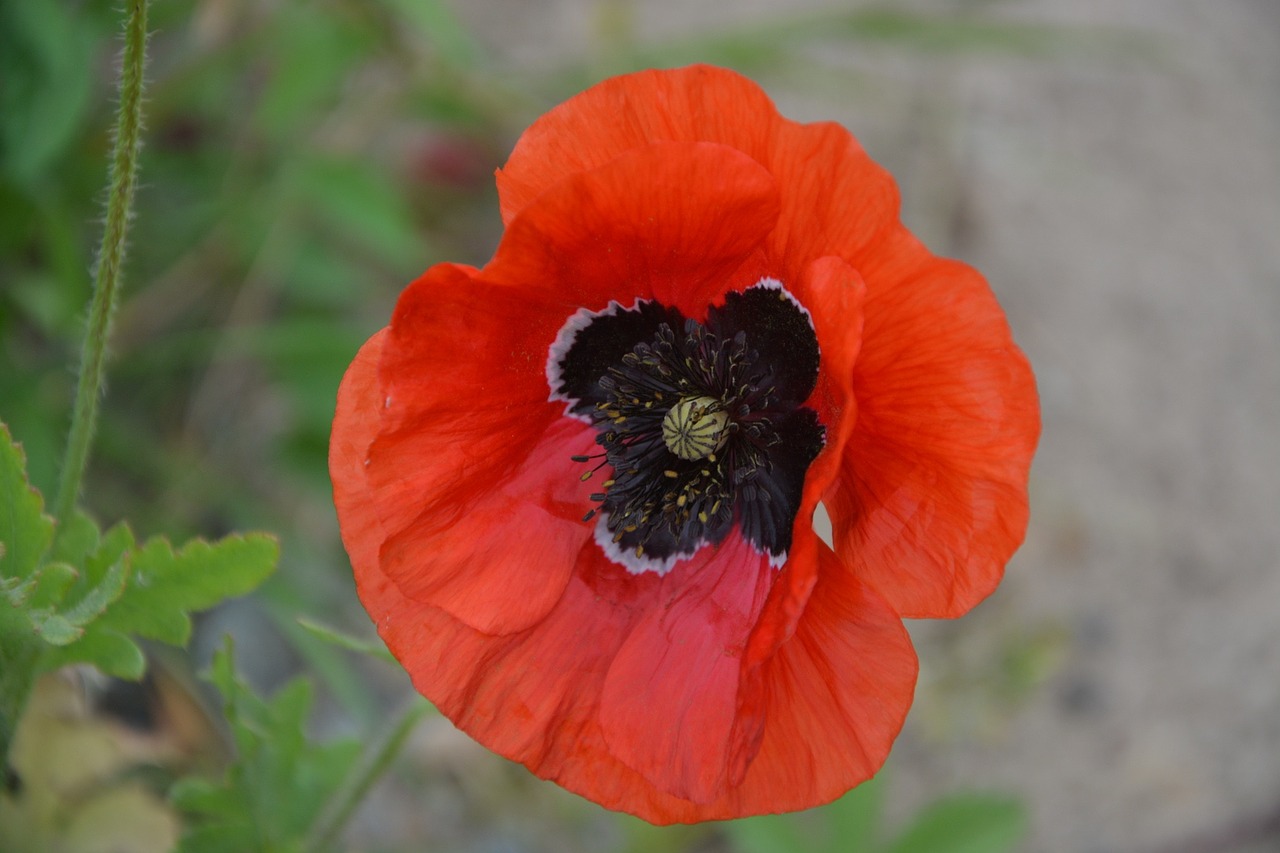 poppy red flower free photo