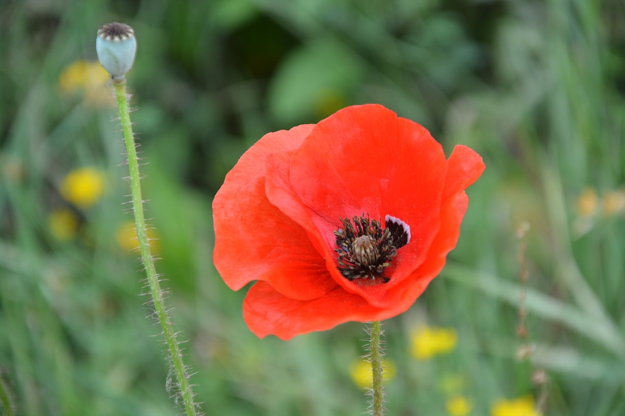 poppy flower red free photo