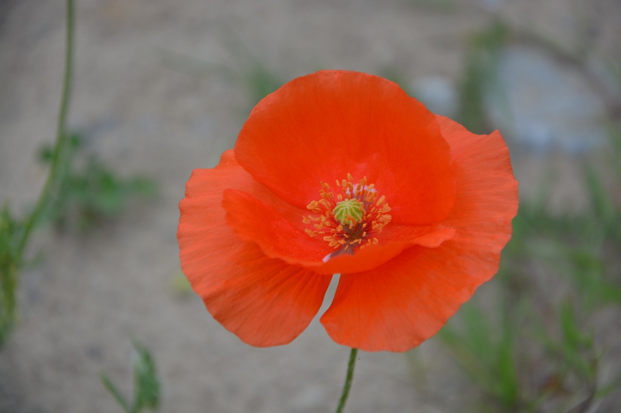 poppy flower red free photo