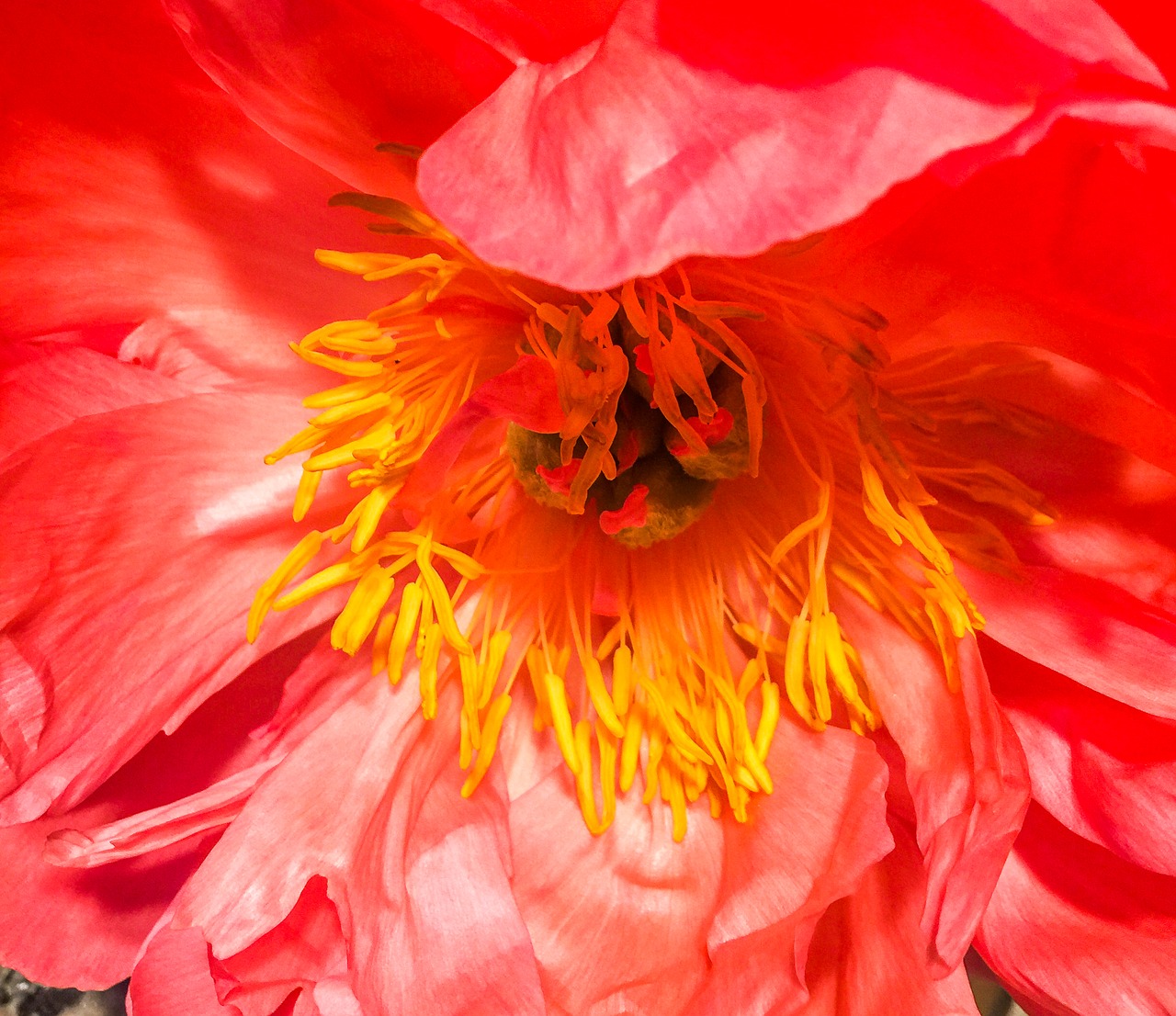 poppy flower nature free photo