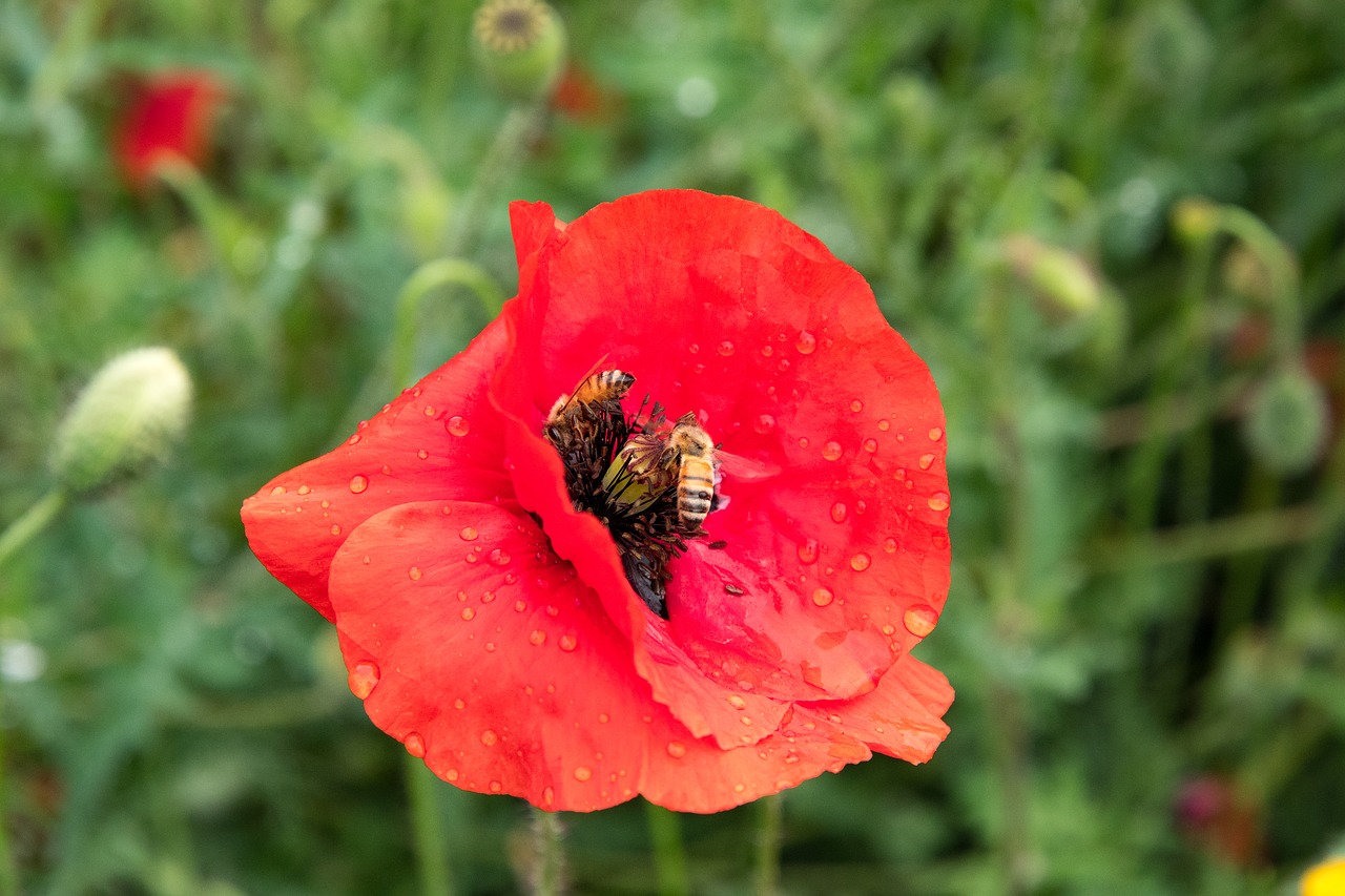 poppy bees red free photo