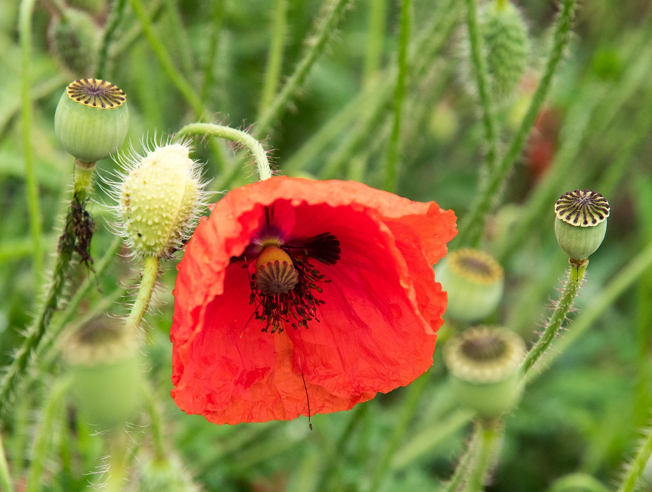 poppy flower buds free photo