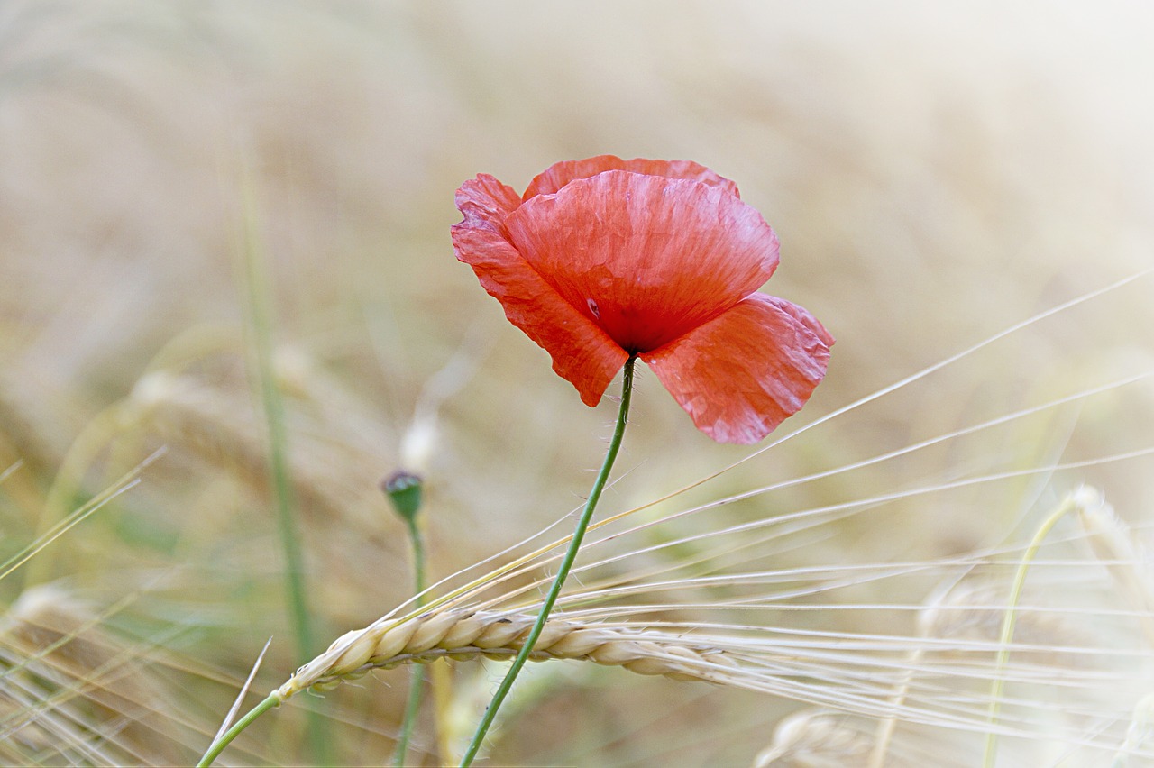 poppy poppy flower flower free photo