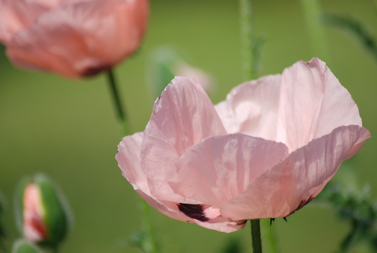 poppy pink pink poppy free photo