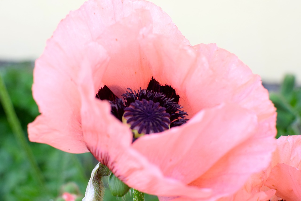 poppy pink blossom free photo