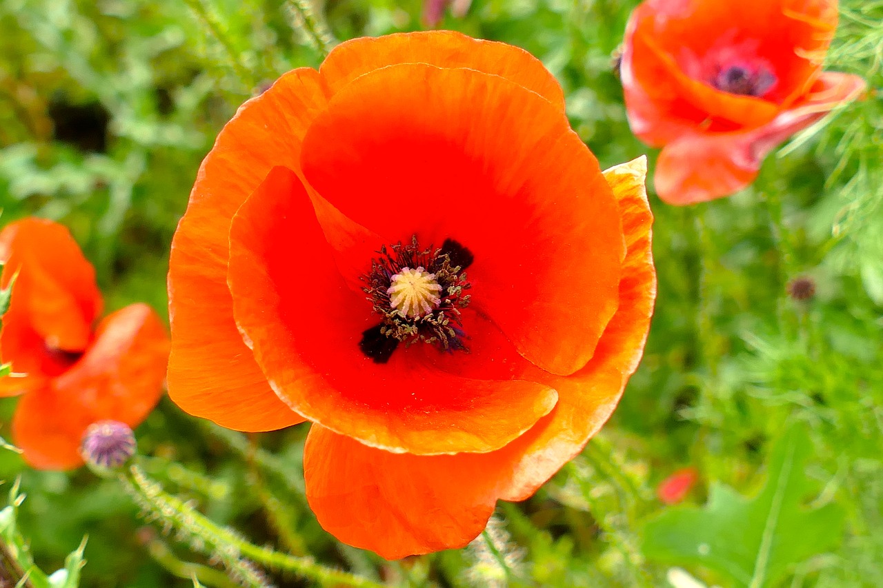 poppy flower close free photo