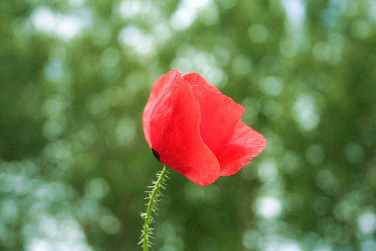 poppy red green free photo