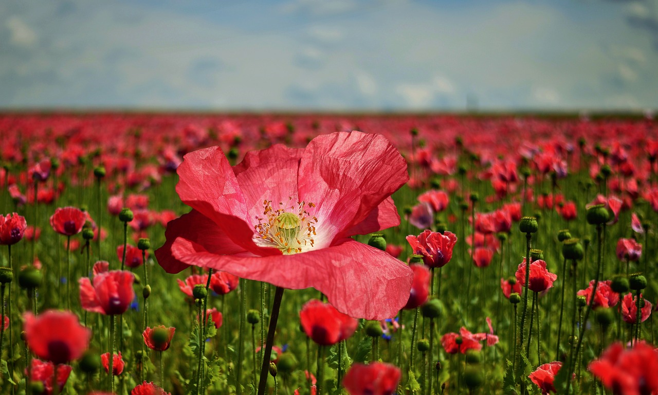 poppy poppy flower poppy field free photo