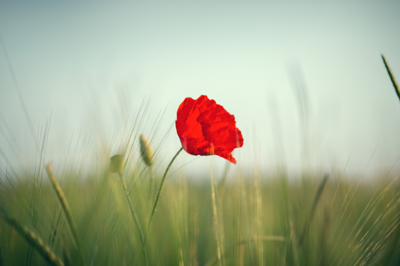 poppy red field free photo