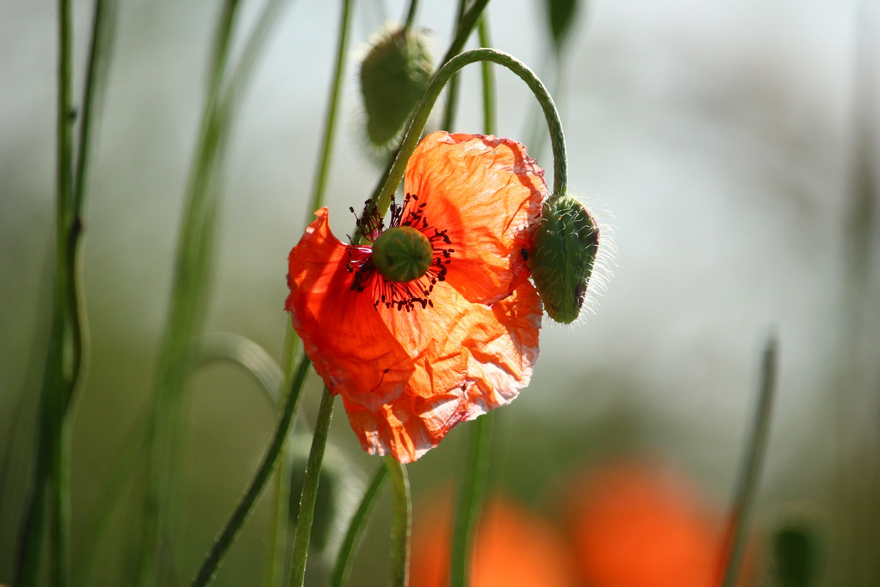 poppy klatschmohn blossom free photo