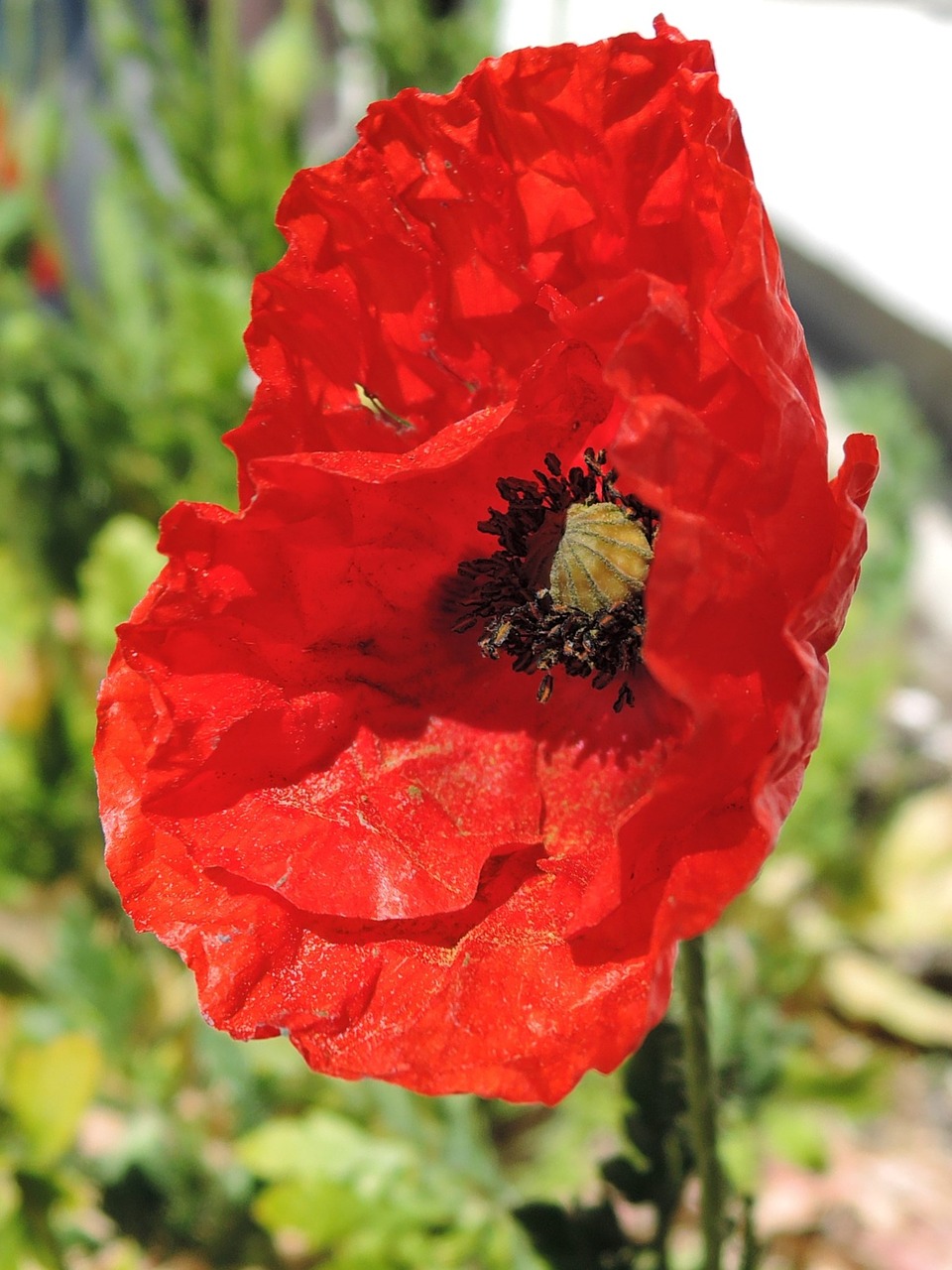 poppy hatching spring free photo