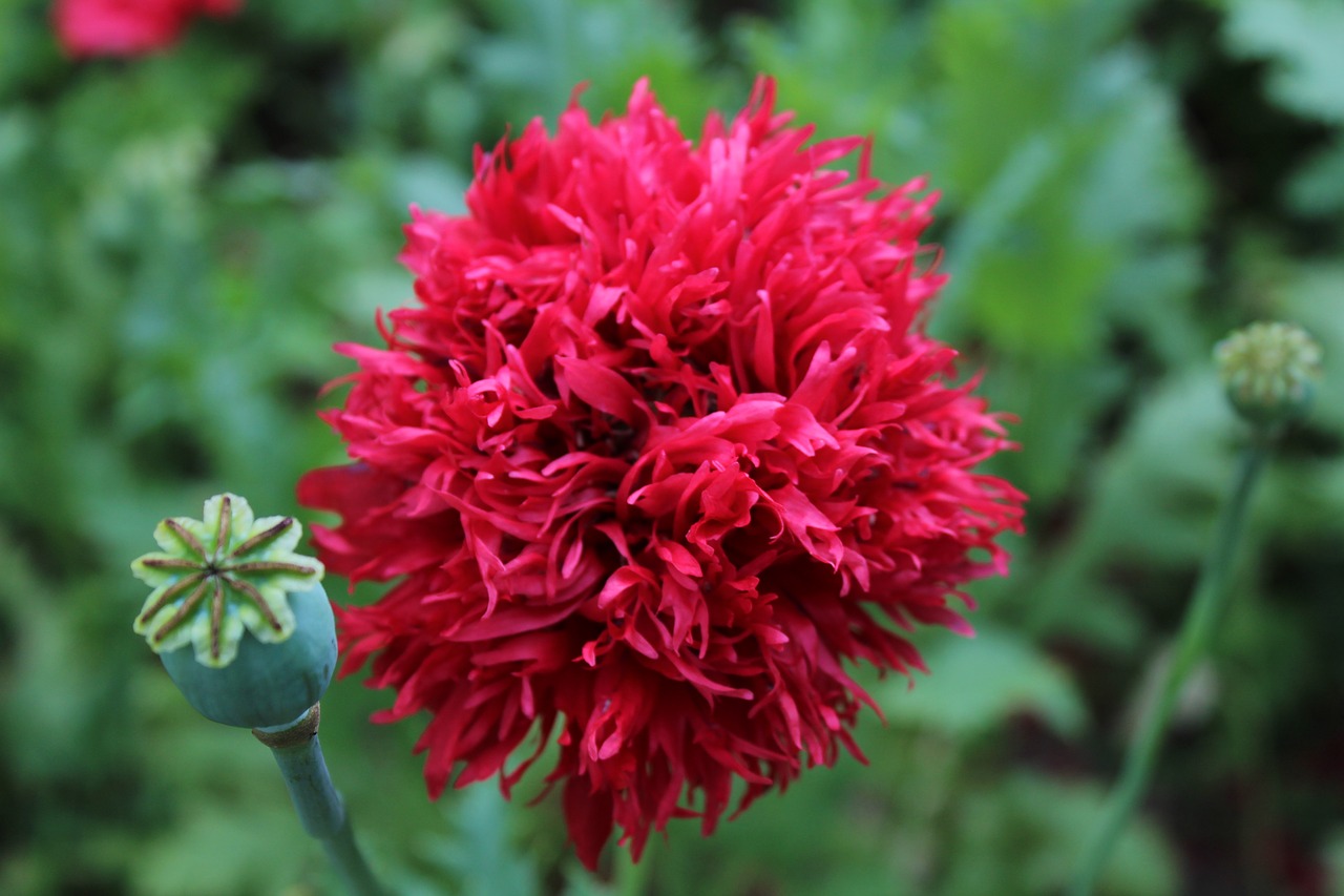 poppy poppy garden flower free photo