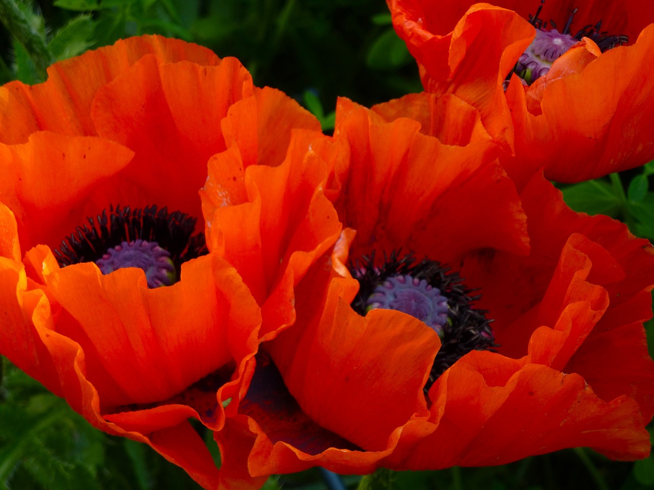 poppy red summer free photo