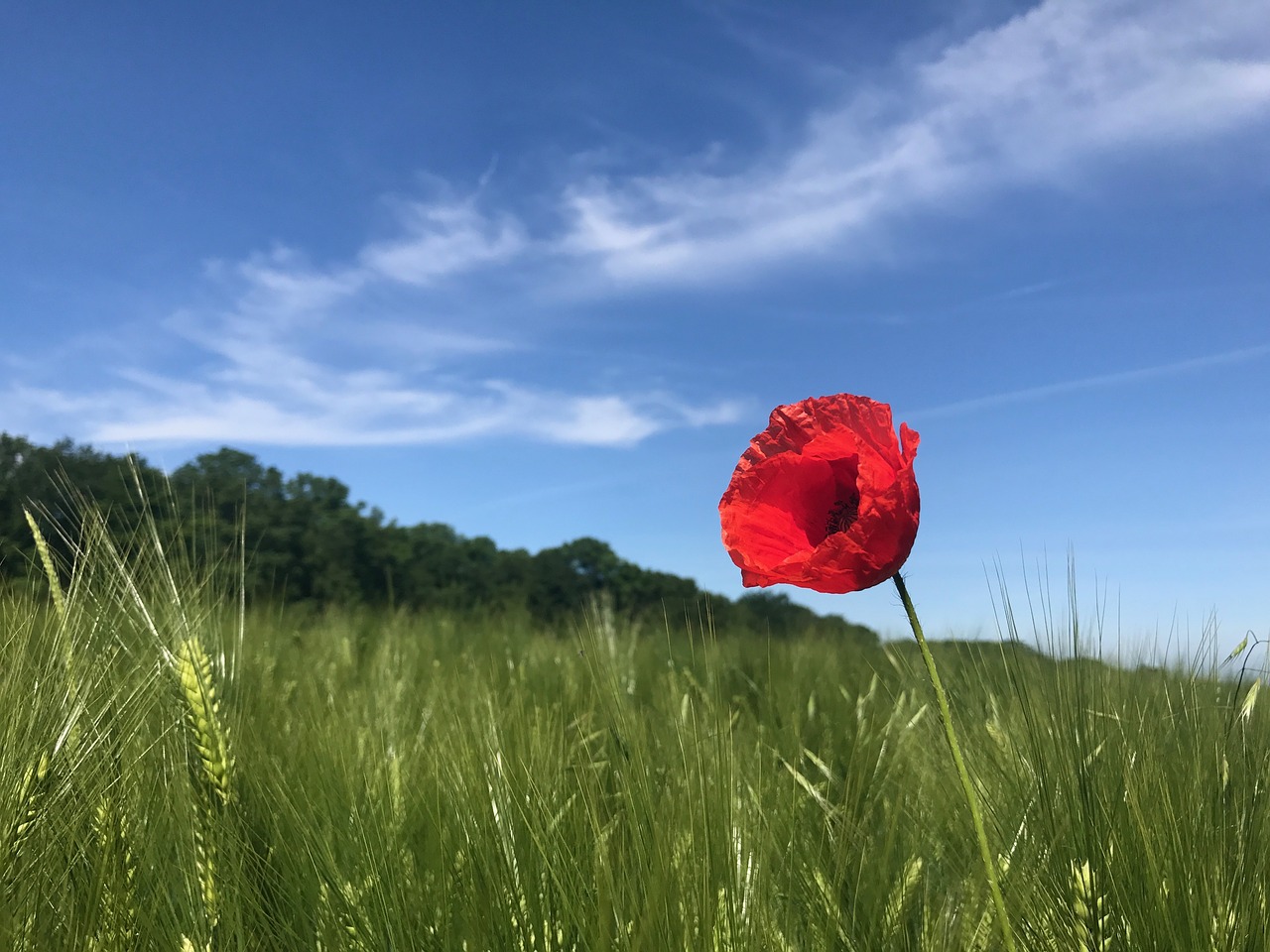 poppy field nature free photo