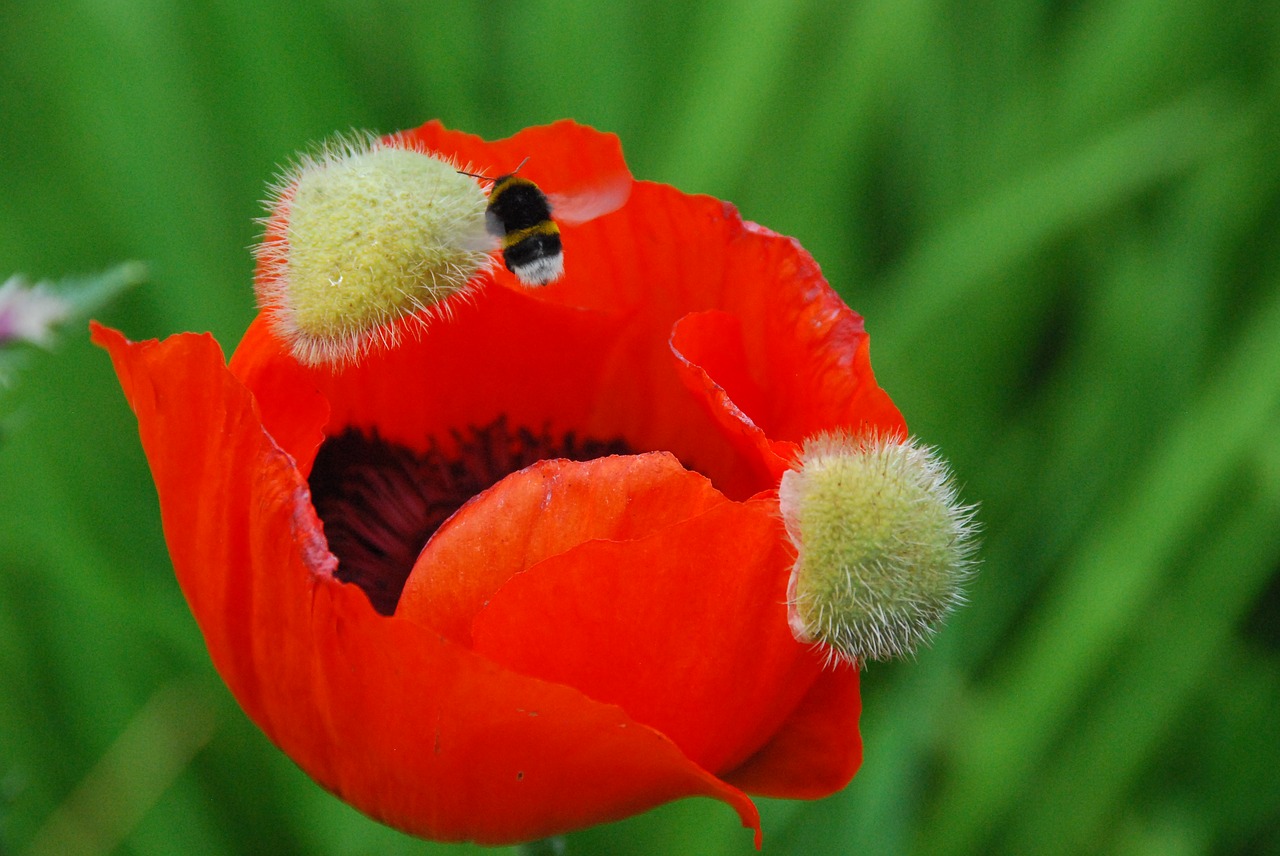 poppy klatschmohn blossom free photo