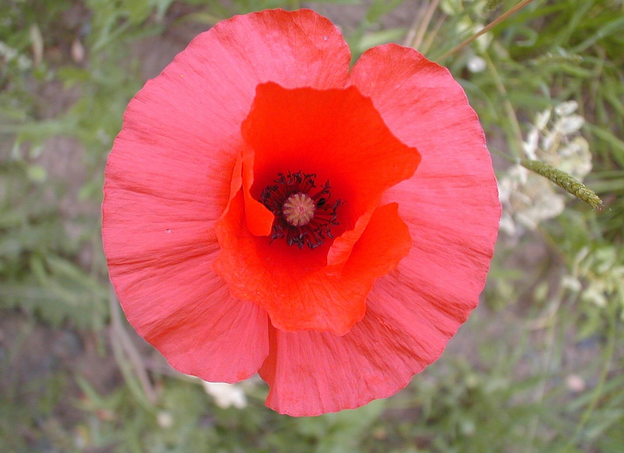 poppy red flower free photo