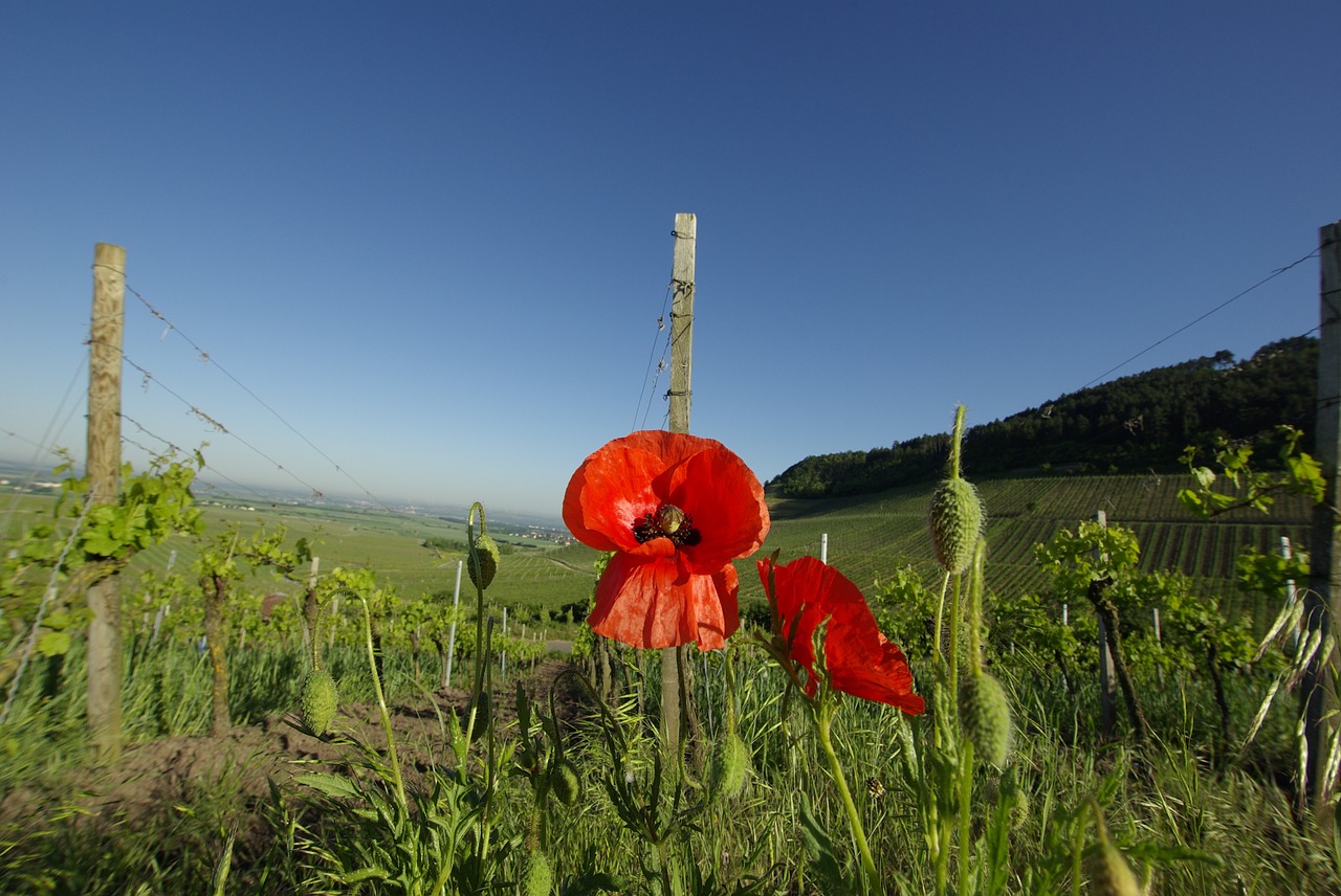 poppy vineyard sky free photo