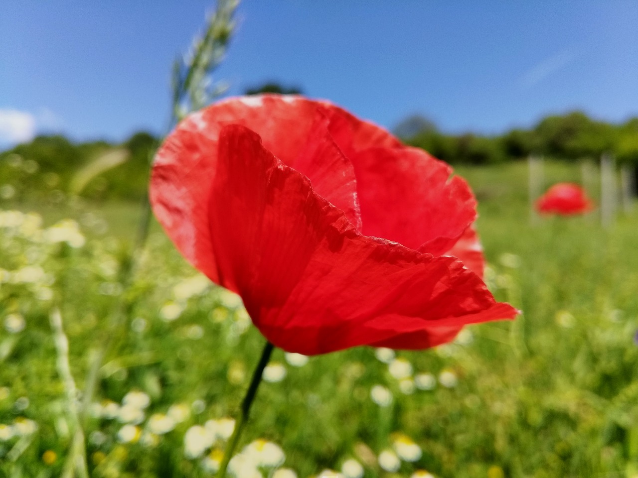 poppy flower spring flower free photo