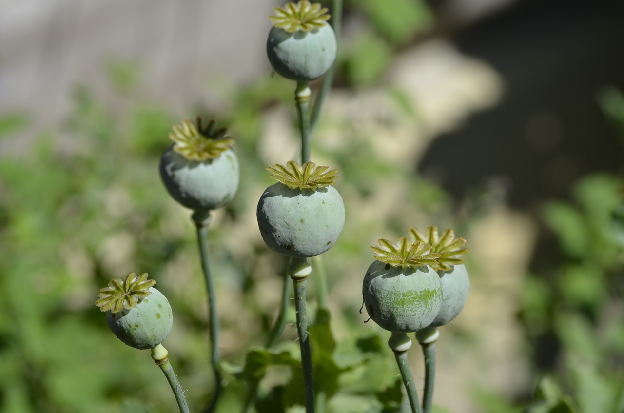 poppy flower capsule free photo