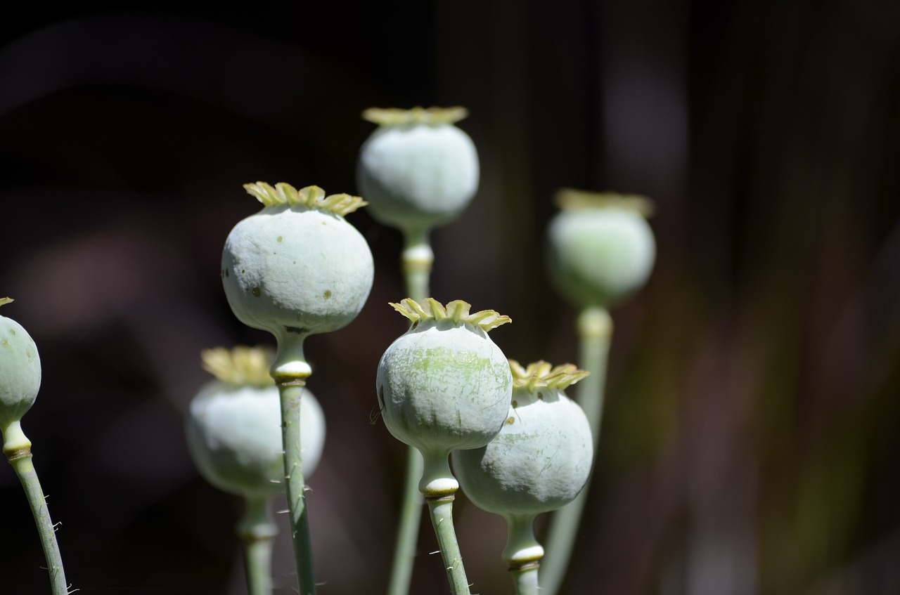 poppy flower nature free photo