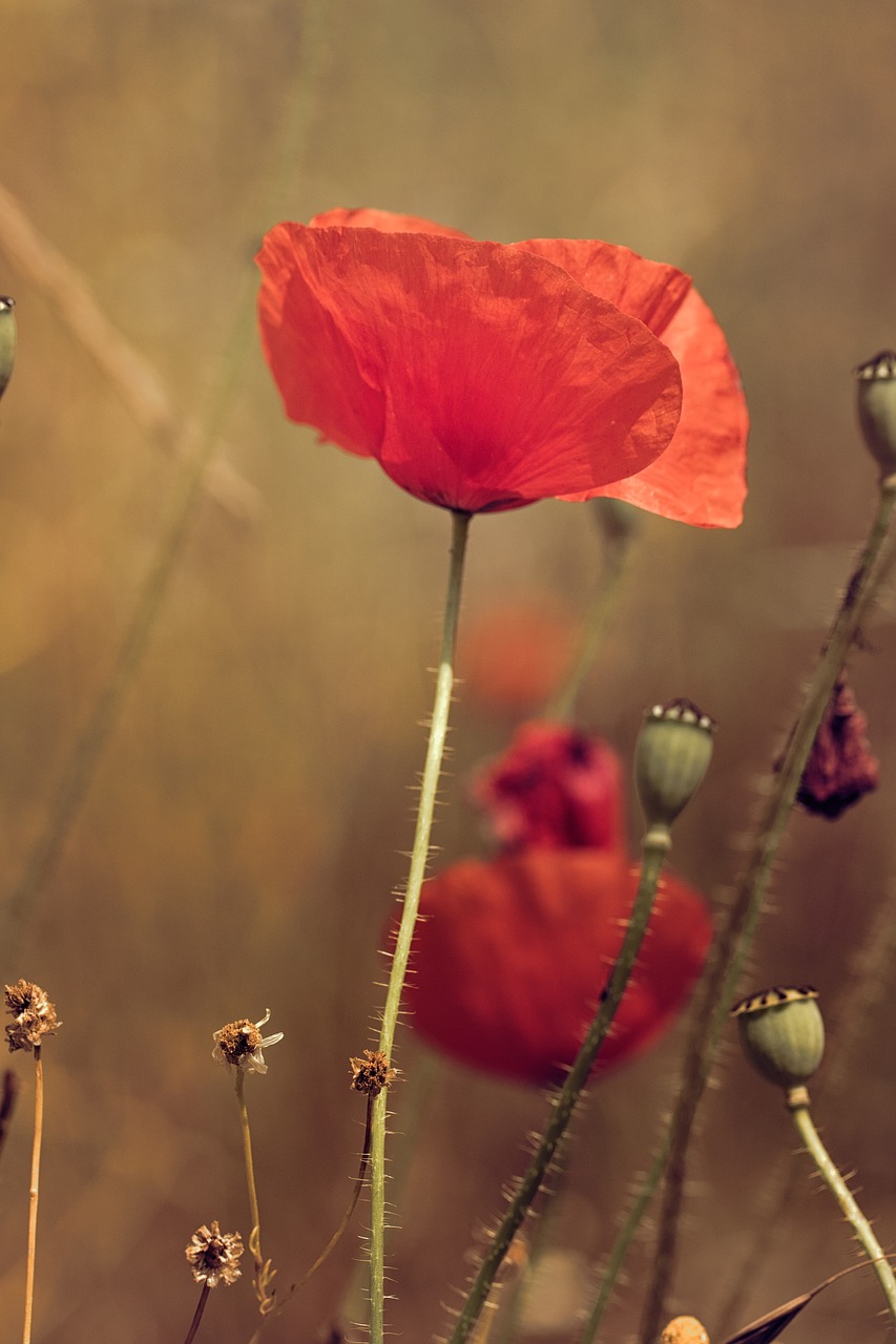 poppy orange flower free photo