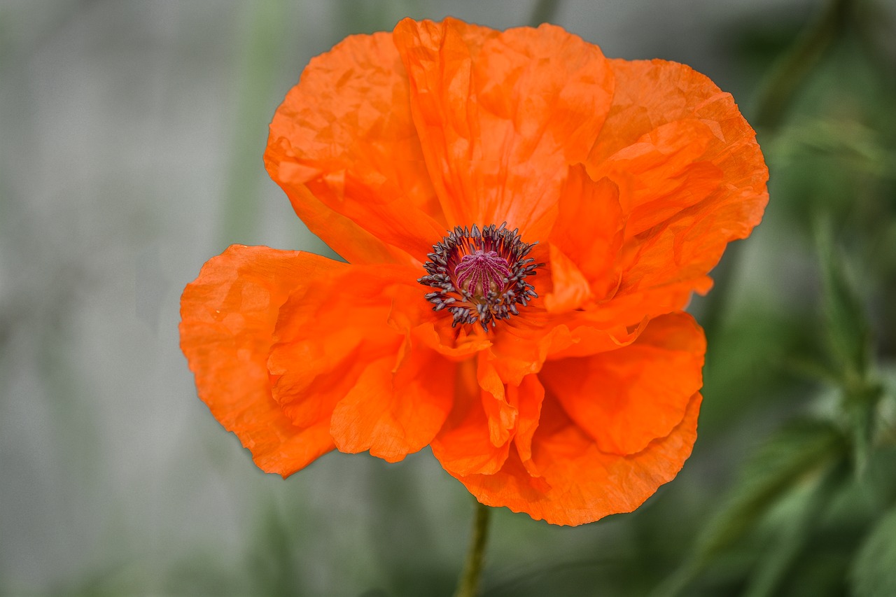 poppy flower petal free photo