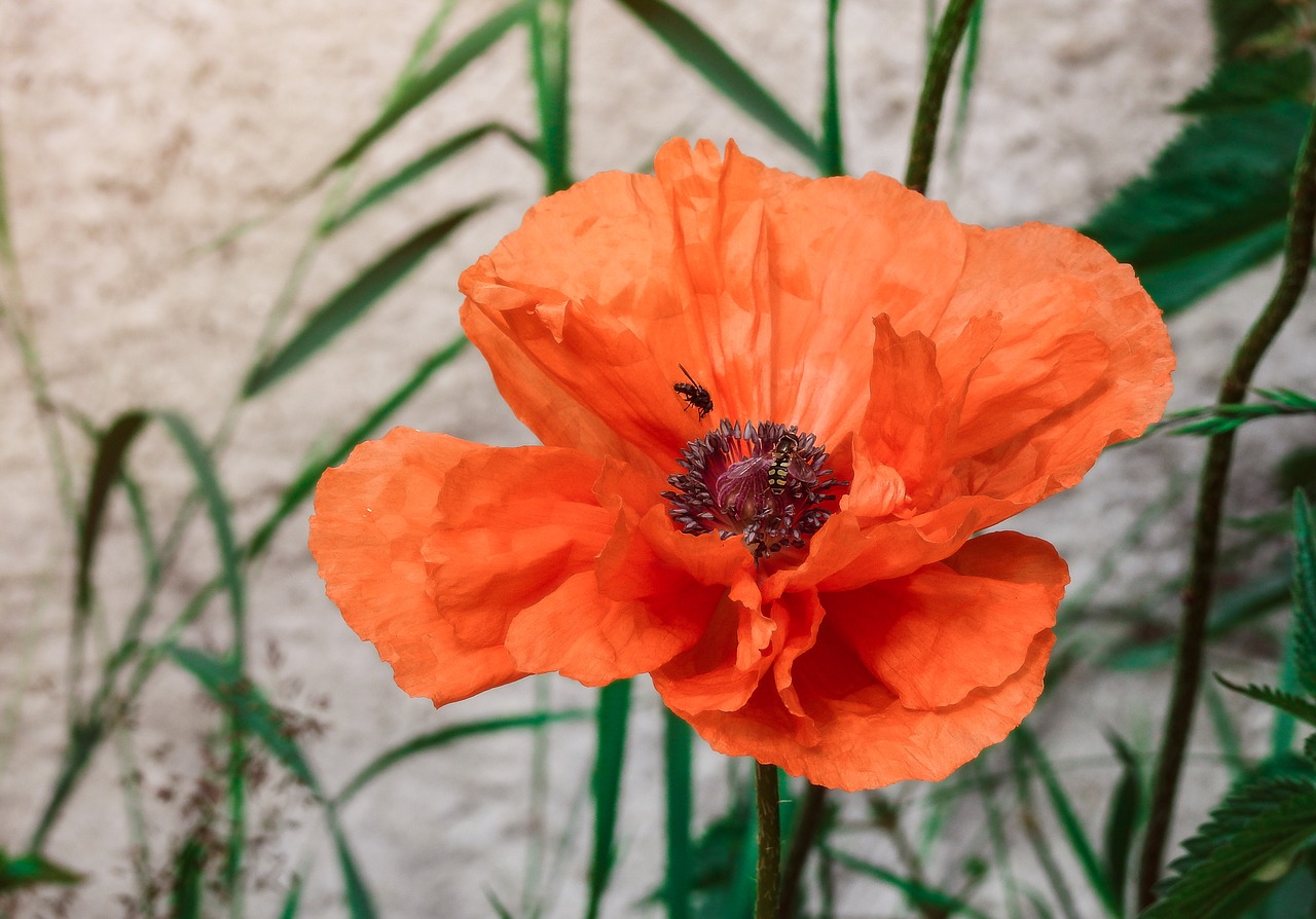 poppy flower petal free photo