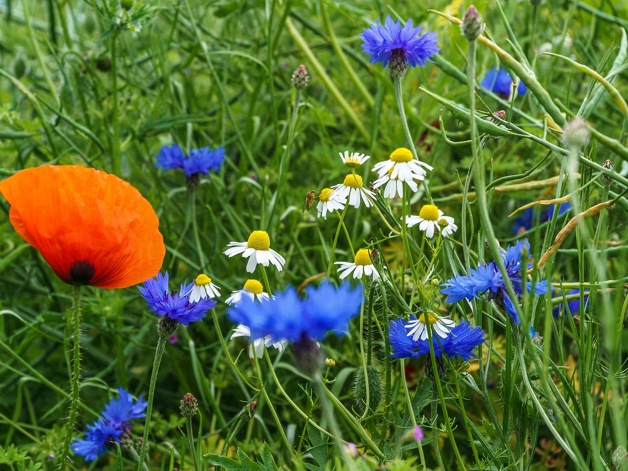 poppy balm cornflower free photo