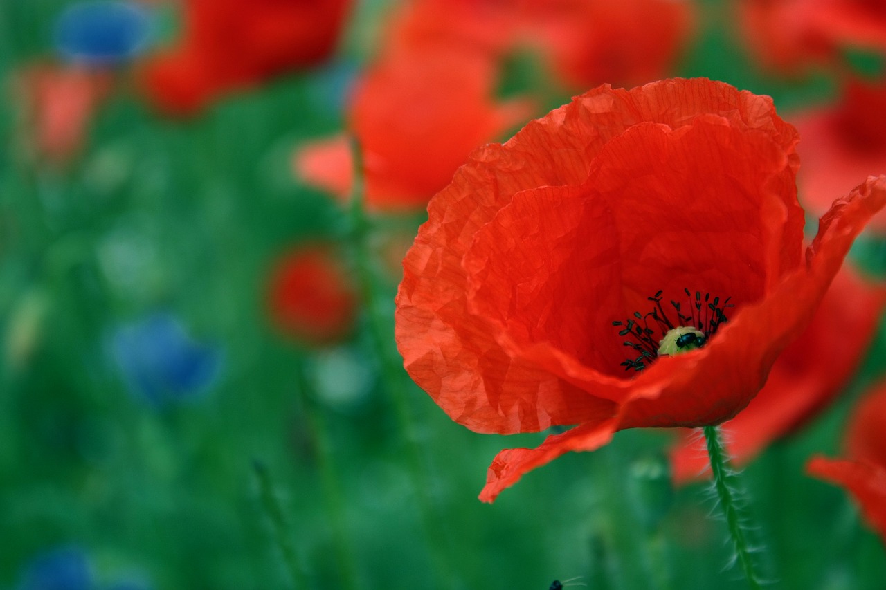 poppy red flower free photo