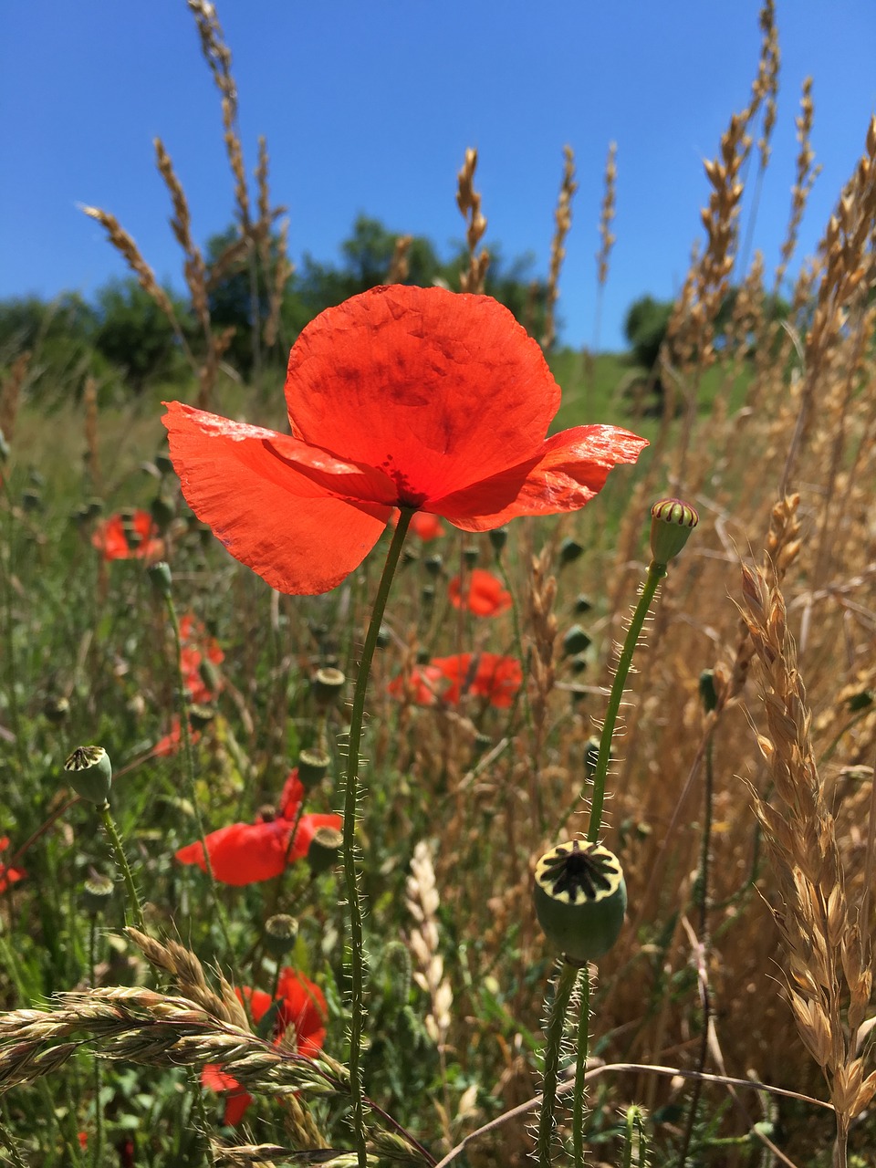 poppy flower summer free photo