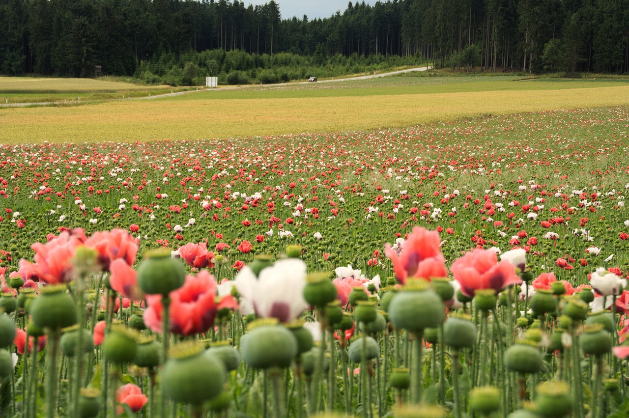 poppy nature red poppy free photo