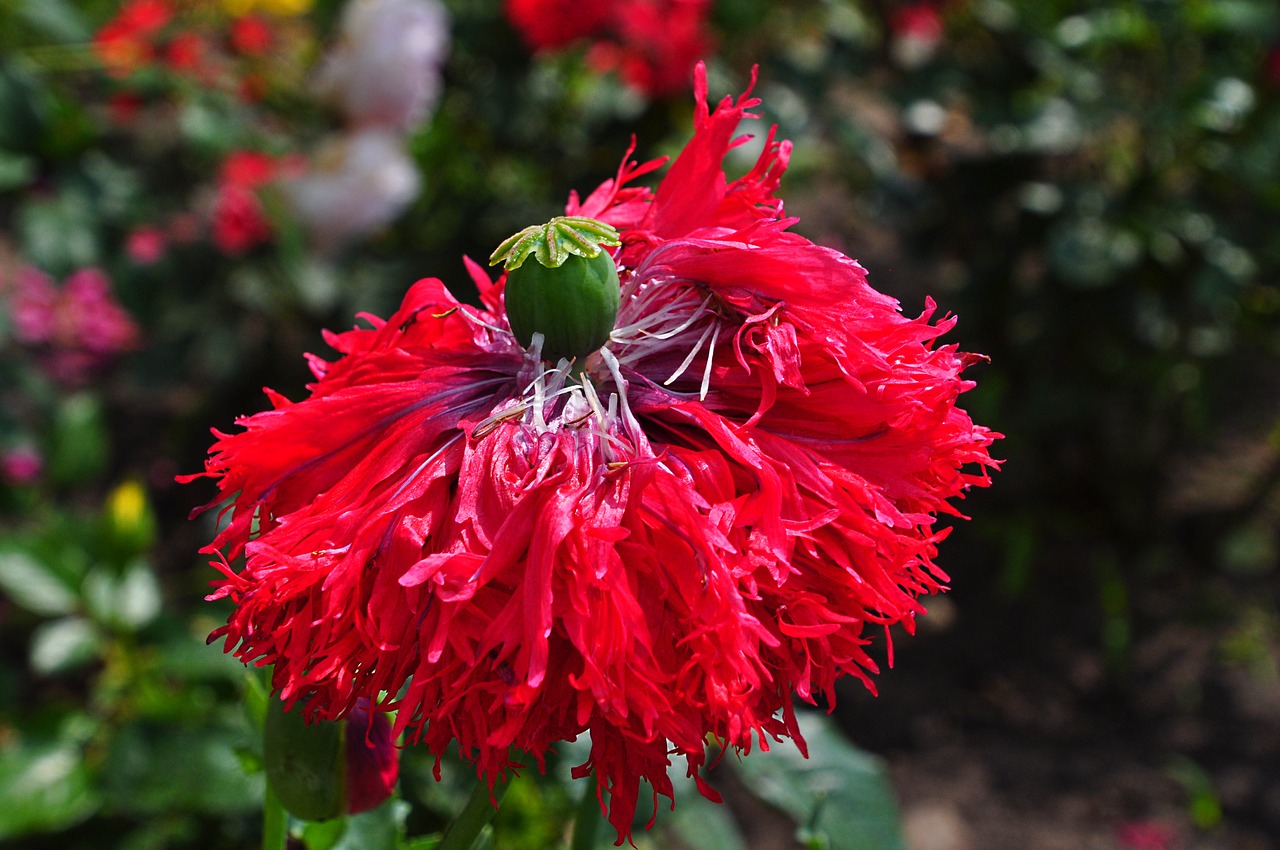 poppy summer home garden free photo