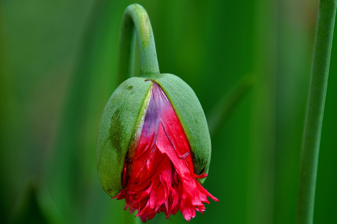 poppy summer home garden free photo