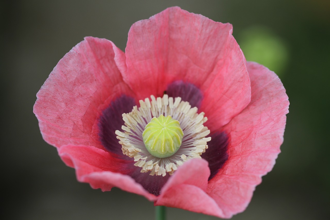 poppy pink nature free photo