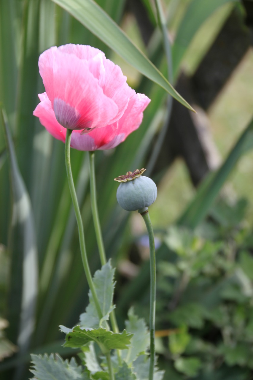 poppy pink nature free photo